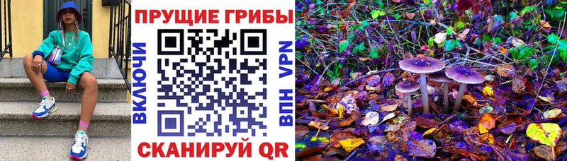 гидра   Данилов  Галлюциногенные грибы прущие грибы  цены  